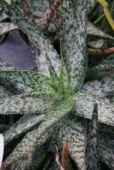 Snowflake Aloe, Aloe rauhii